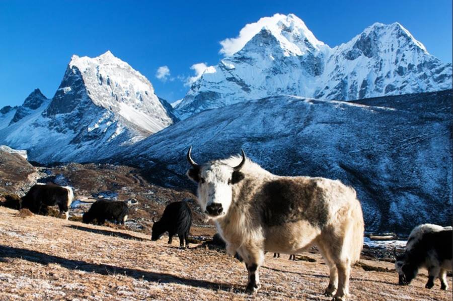 Yak in the Himalaya